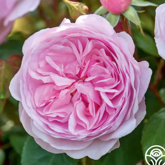 Olivia Rose Austin>Heirloom Roses Discount