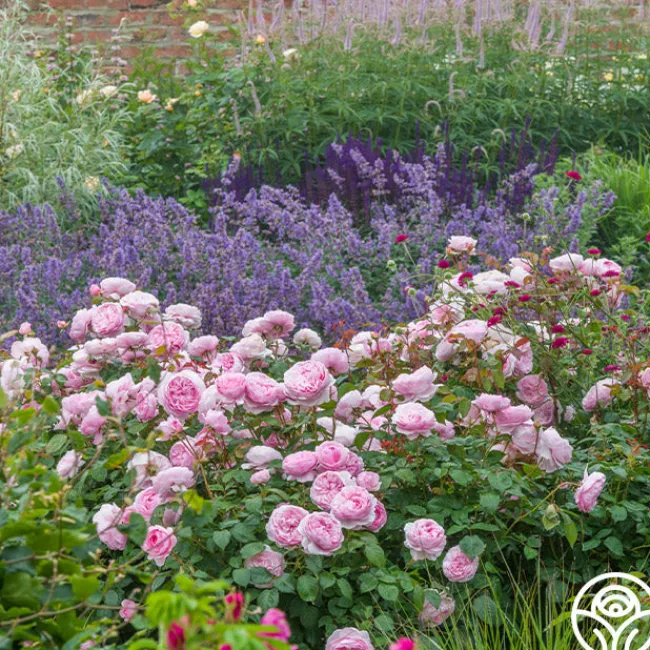 Olivia Rose Austin>Heirloom Roses Discount