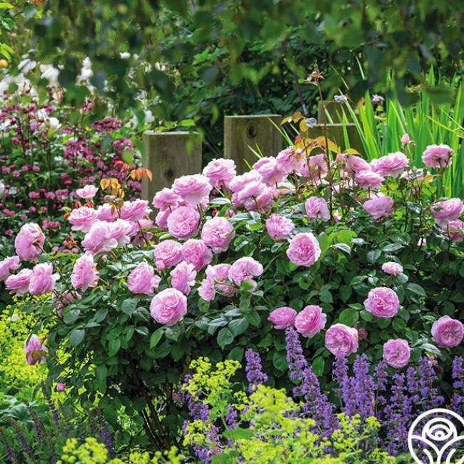 Olivia Rose Austin>Heirloom Roses Discount