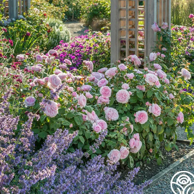 Olivia Rose Austin>Heirloom Roses Discount