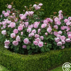 Olivia Rose Austin><noscript><img width=