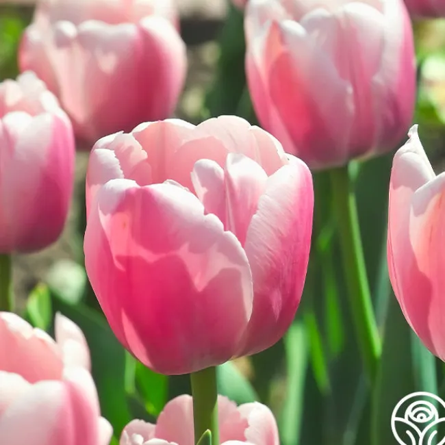 Ollioules>Heirloom Roses Online