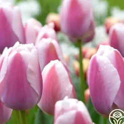 Ollioules>Heirloom Roses Online