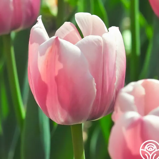 Ollioules>Heirloom Roses Online