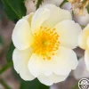 Omi Oswald>Heirloom Roses