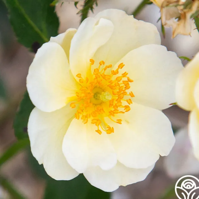 Omi Oswald>Heirloom Roses