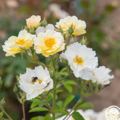 Omi Oswald>Heirloom Roses