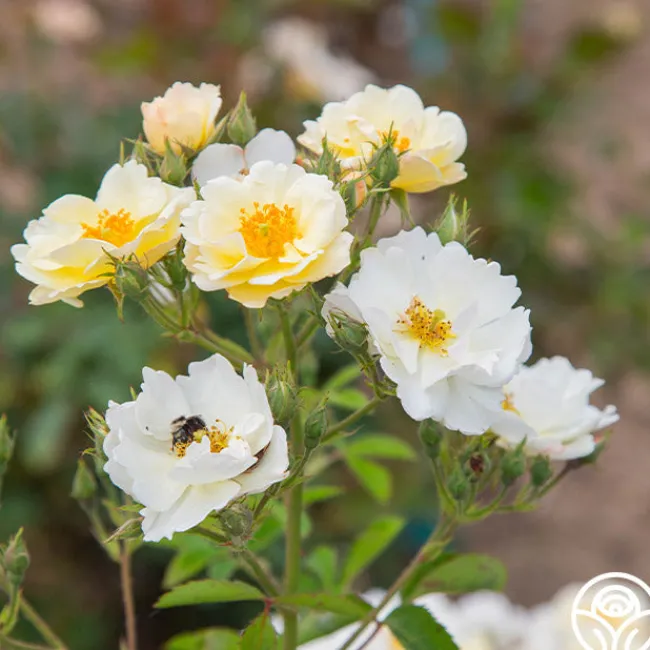 Omi Oswald>Heirloom Roses