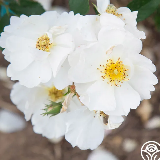 Omi Oswald>Heirloom Roses