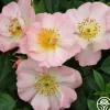 Open Arms>Heirloom Roses Discount