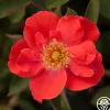Orange Floorshow>Heirloom Roses Sale