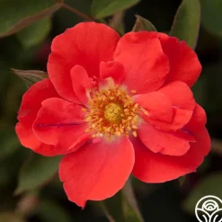 Orange Floorshow>Heirloom Roses Sale