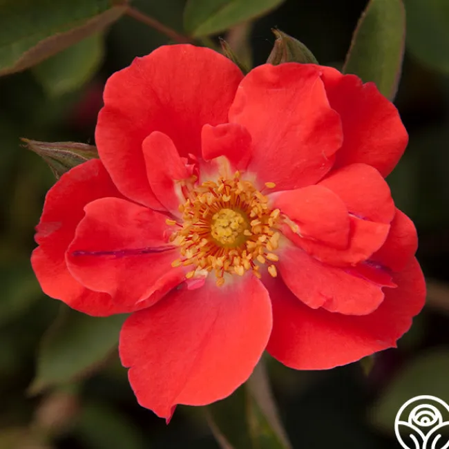 Orange Floorshow>Heirloom Roses Sale