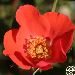 Orange Floorshow>Heirloom Roses Sale