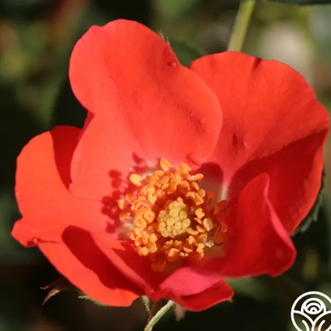 Orange Floorshow>Heirloom Roses Sale