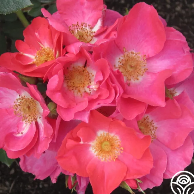 Orange Floorshow>Heirloom Roses Sale