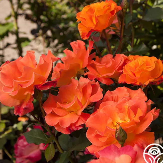Orange Waves™>Heirloom Roses Hot
