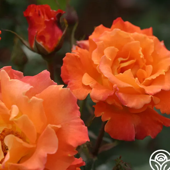 Orange Waves™>Heirloom Roses Hot