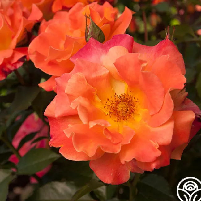 Orange Waves™>Heirloom Roses Hot