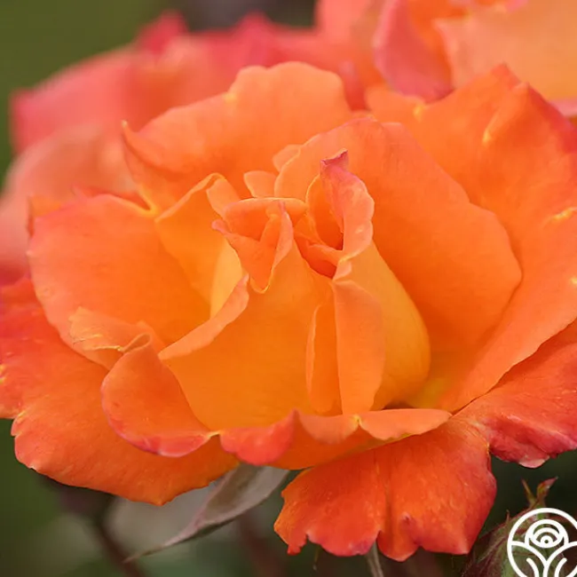 Orange Waves™>Heirloom Roses Hot
