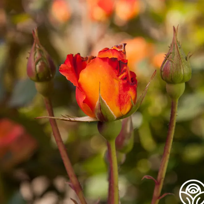 Orange Waves™>Heirloom Roses Hot