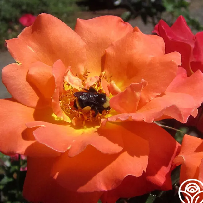 Orange Waves™>Heirloom Roses Hot