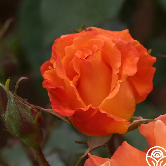 Orange Waves™>Heirloom Roses Hot