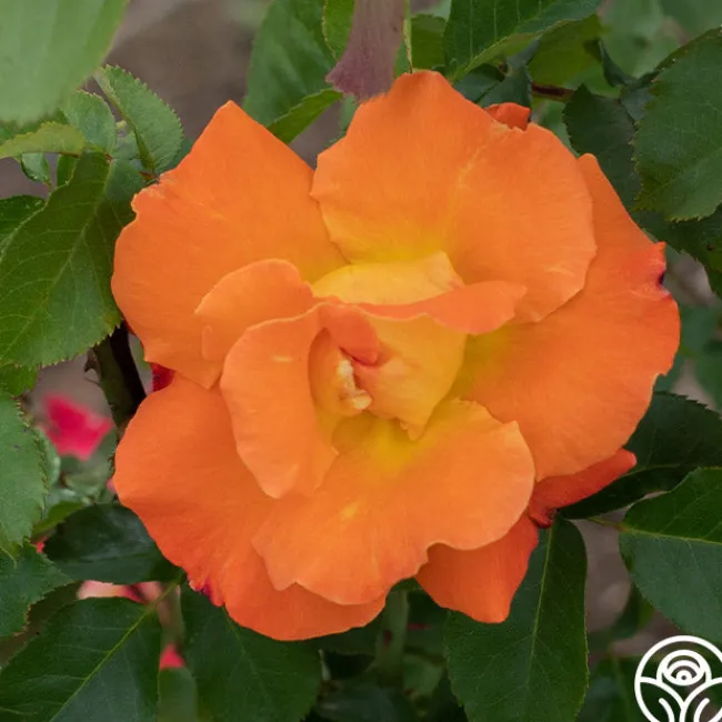 Orange Waves™>Heirloom Roses Hot