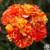 Oranges 'n' Lemons>Heirloom Roses Best