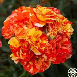 Oranges 'n' Lemons>Heirloom Roses Best