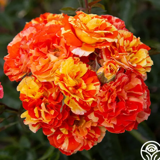 Oranges 'n' Lemons>Heirloom Roses Best