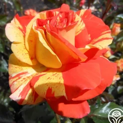 Oranges 'n' Lemons>Heirloom Roses Best
