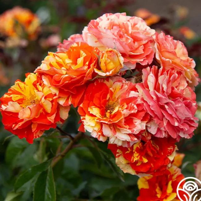 Oranges 'n' Lemons>Heirloom Roses Best