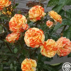 Oranges 'n' Lemons><noscript><img width=