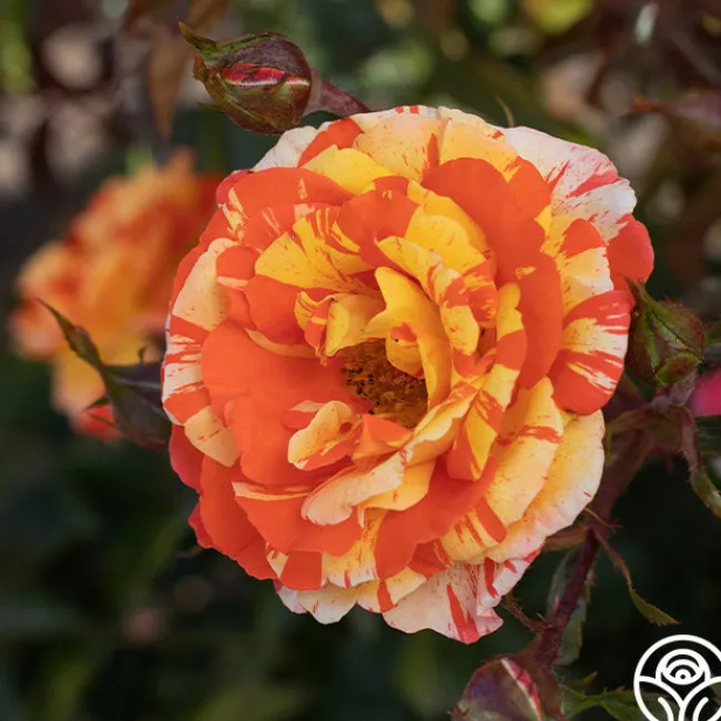 Oranges 'n' Lemons>Heirloom Roses Best
