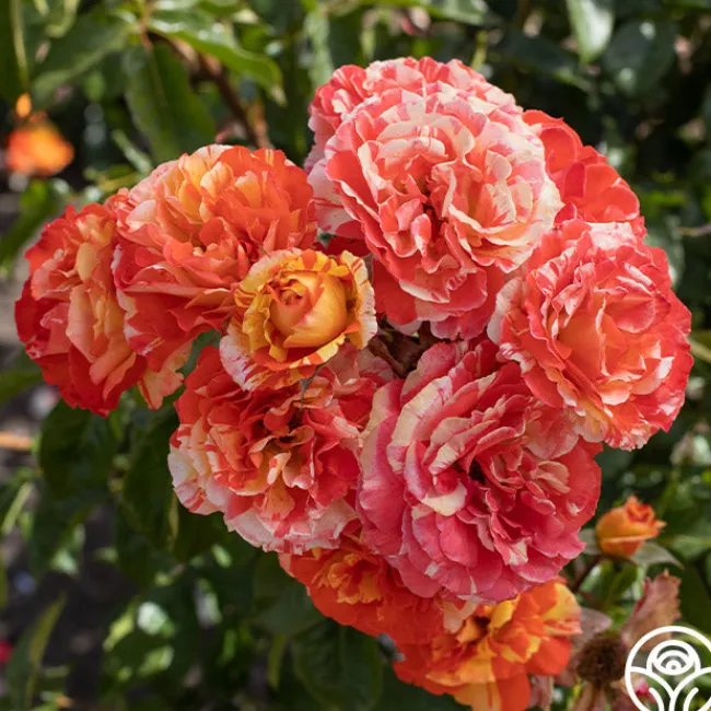 Oranges 'n' Lemons>Heirloom Roses Best
