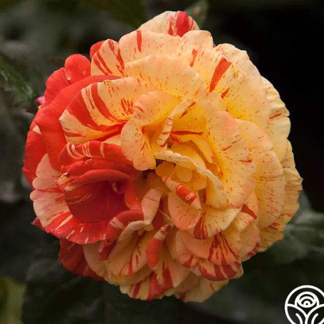 Oranges 'n' Lemons>Heirloom Roses Best