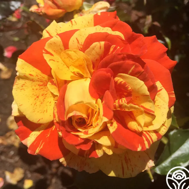 Oranges 'n' Lemons>Heirloom Roses Best