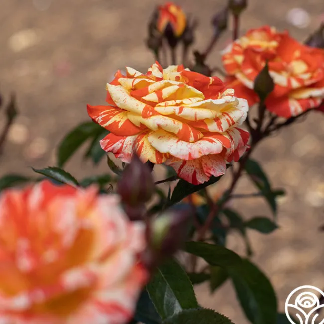 Oranges 'n' Lemons>Heirloom Roses Best