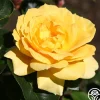 Oregold>Heirloom Roses Sale