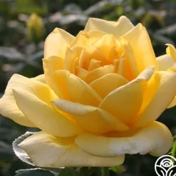 Oregold>Heirloom Roses Sale