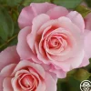 Our Lady Of Guadalupe™>Heirloom Roses Online