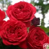 Out Of Rosenheim™>Heirloom Roses Hot