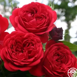Out Of Rosenheim™>Heirloom Roses Hot