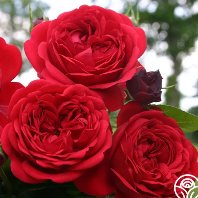 Out Of Rosenheim™>Heirloom Roses Hot