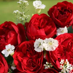 Out Of Rosenheim™>Heirloom Roses Hot