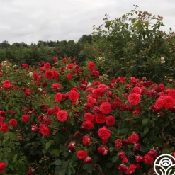 Out Of Rosenheim™><noscript><img width=