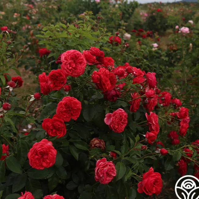 Out Of Rosenheim™>Heirloom Roses Hot