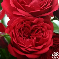 Out Of Rosenheim™><noscript><img width=