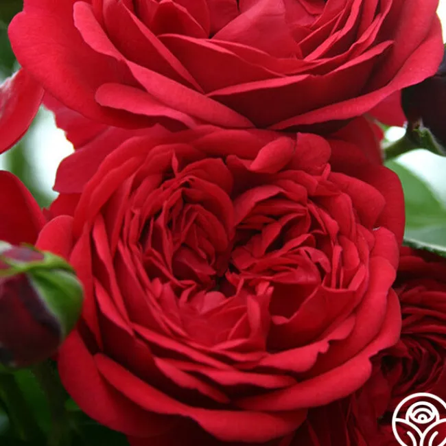 Out Of Rosenheim™>Heirloom Roses Hot